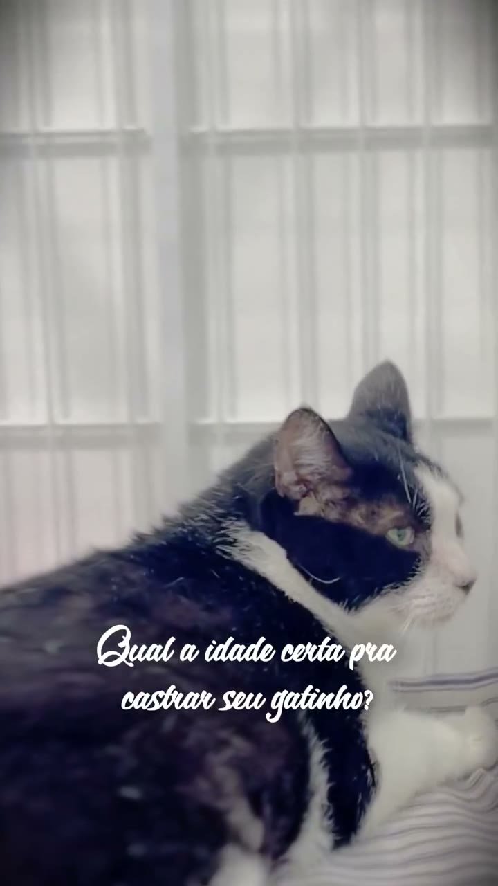 Veterinários - Castração