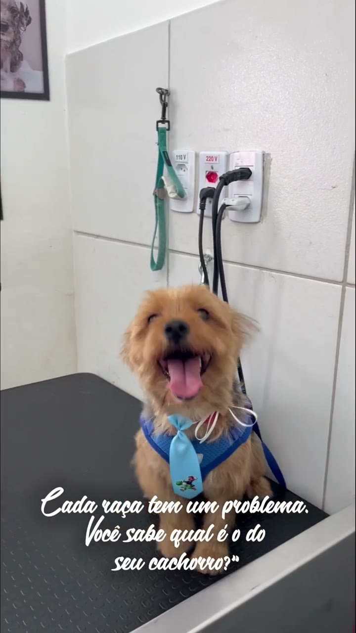 Veterinários - Problemas